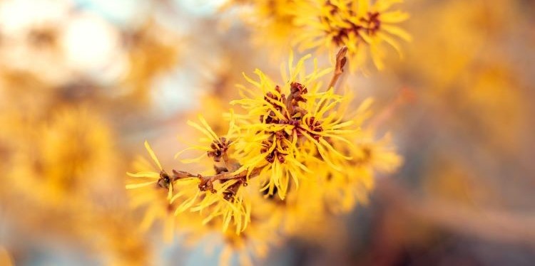 Gelbe Blüten am Zweig der virginischen Zaubernuss