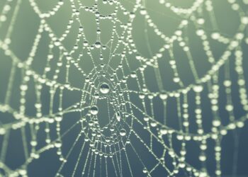 Foto eines Spinnennetzes, in dem Regentropfen hängen.