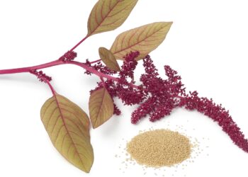 Amarant steckt voller gesunder Inhaltsstoffe, es ist ein regelrechtes Nährstoffwunder. (Bild: Picture Partners/stock.adobe.com)