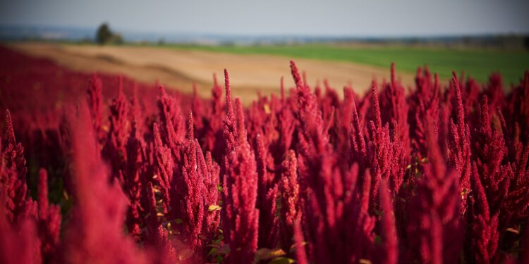 Feld mit Amarantpflanzen