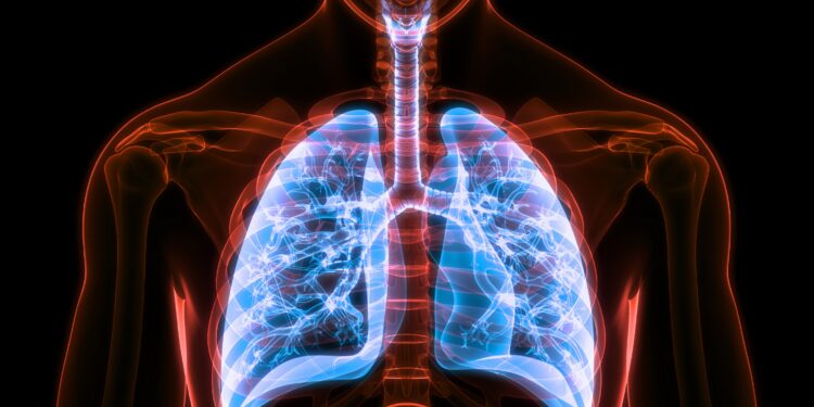 Anatomie des menschlichen Atmungssystems