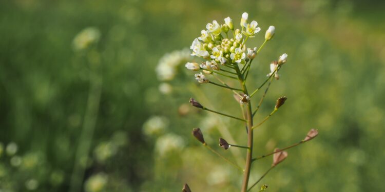 Gewöhnliches Hirtentäschel (Capsella bursa-pastoris)