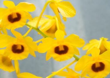 Gelbe Blüten der Orchideenart Dendrobium chrysotoxum.