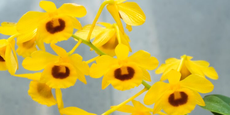 Gelbe Blüten der Orchideenart Dendrobium chrysotoxum.