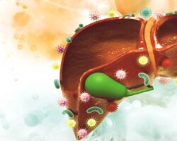 Zeichnerische Darstellung der Leber