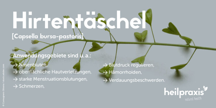 Übersicht über die Anwendungsgebiete der Heilpflanze Capsella bursa-pastoris (Hirtentäschel).