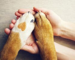 Hund und Besitzer halten Händchen.