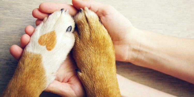 Hund und Besitzer halten Händchen.