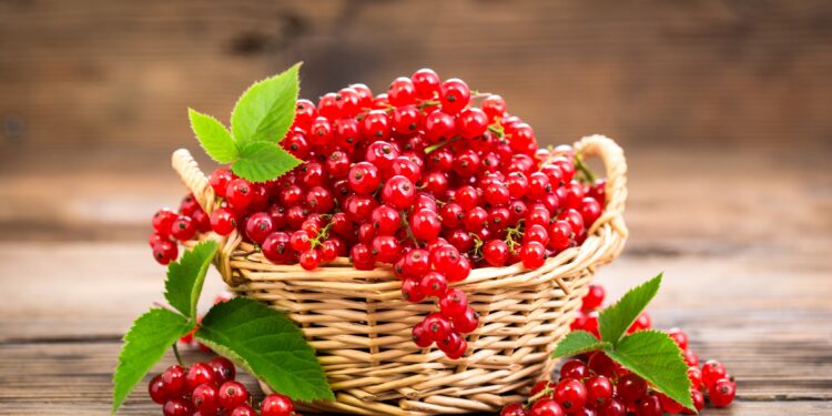 Frische Johannisbeeren in einem Korb