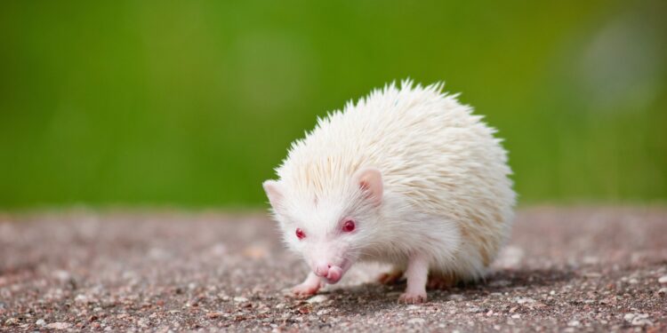 Igel mit Albinismus mit weißem Stachelkleid und roten Augen auf grauem Asphalt vor grünem Hintergrund