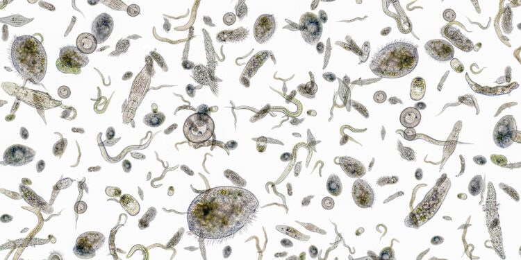 Darstellung verschiedener Mikroorganismen