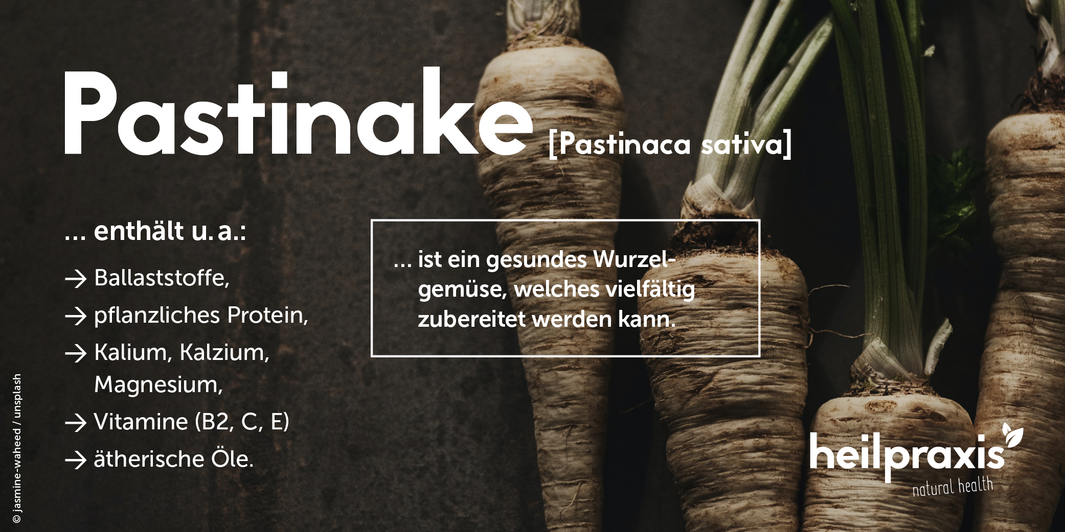 Pastinake mit Text zu Inhaltsstoffen