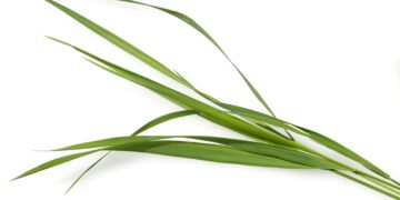 Einige grüne Halme der Quecke auf weißem Hintergrund