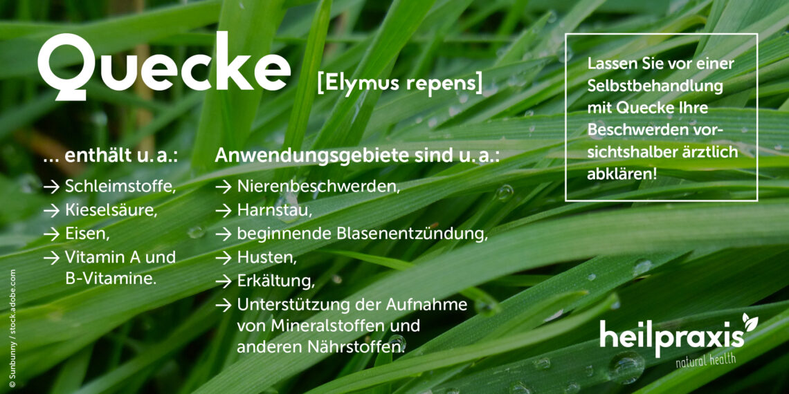 Quecke Inhaltsstoffe, Wirkung, Anwendung Heilpraxis
