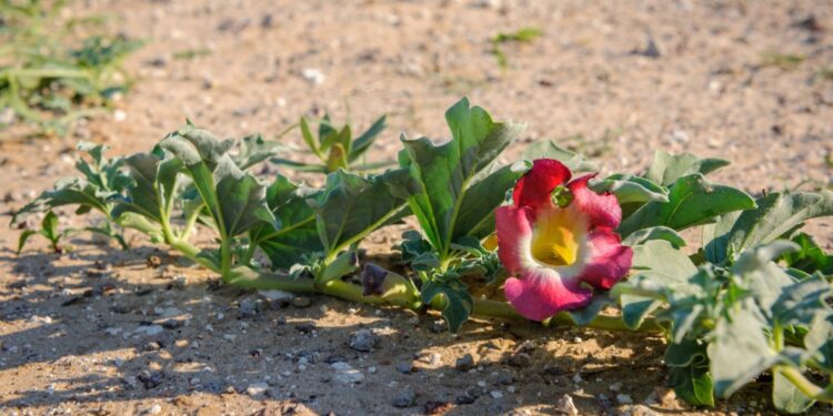 Pflanze Afrikanische Teufelskralle wächst auf afrikanischen Sandboden