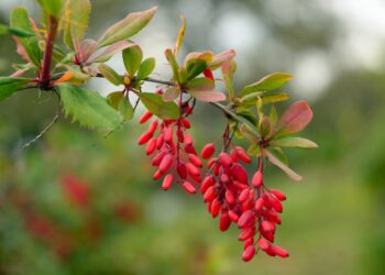 Rote Berberitzen am Strauch