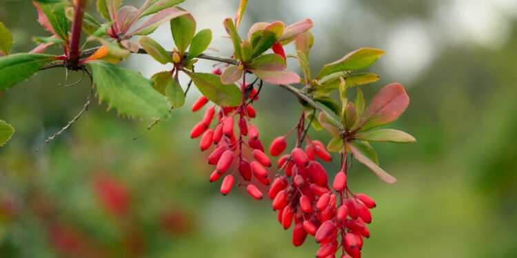 Rote Berberitzen am Strauch