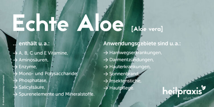 Aloe vera mit Inhaltsstoffen und Anwendungsgebieten