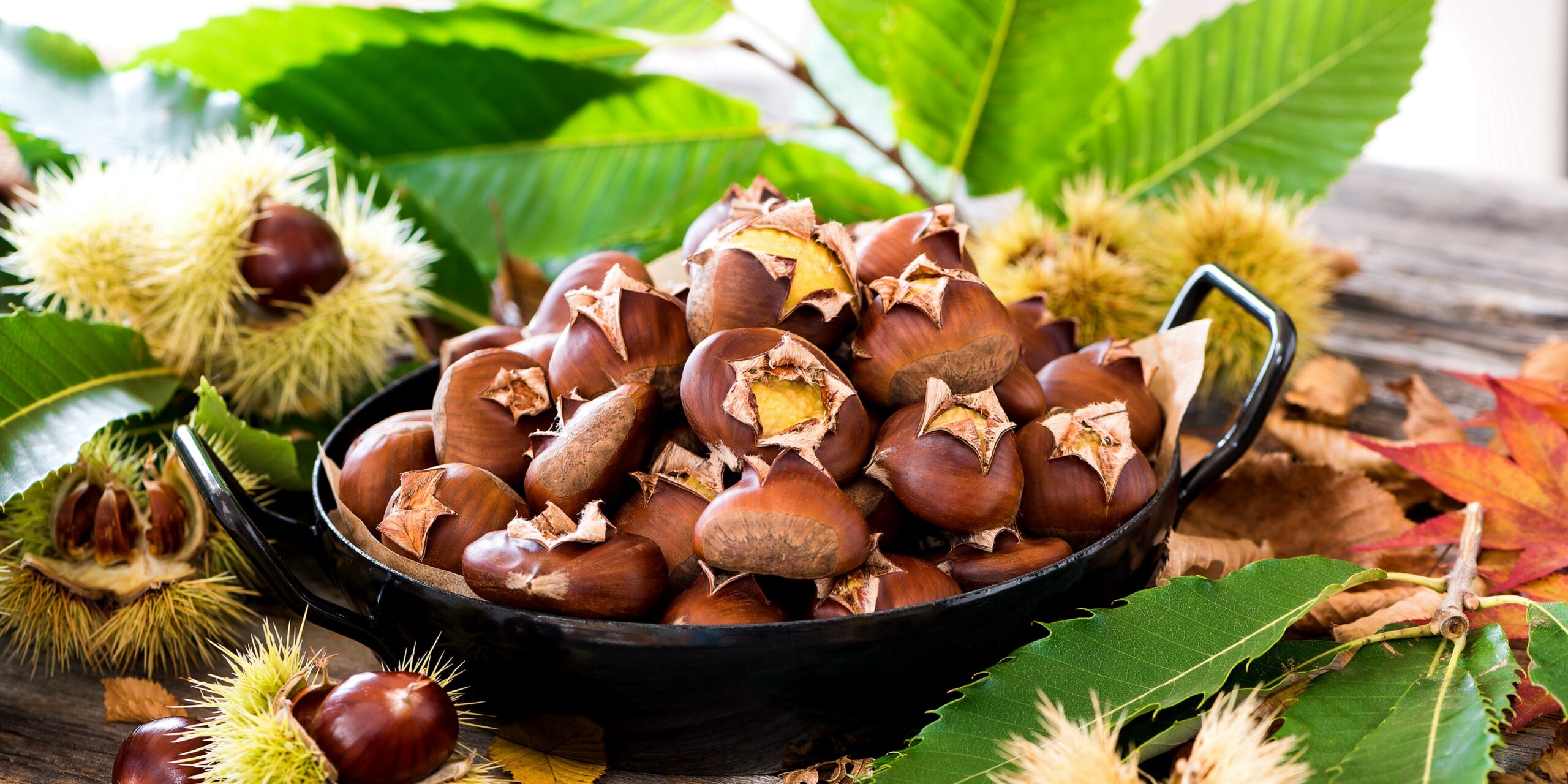 plant dnger Bestelle Dnger online