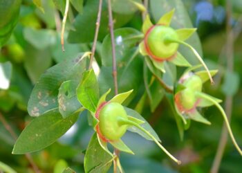 Früchte von Sonneratia caseolaris (auch als Mangroven-Äpfel bekannt) in Nahaufnahme.