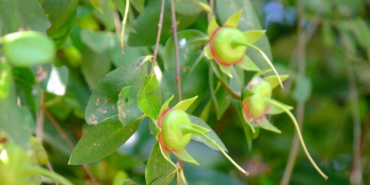 Früchte von Sonneratia caseolaris (auch als Mangroven-Äpfel bekannt) in Nahaufnahme.