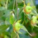 Früchte von Sonneratia caseolaris (auch als Mangroven-Äpfel bekannt) in Nahaufnahme.
