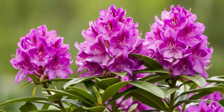 Rhododendron Zweige mit Blütenstand