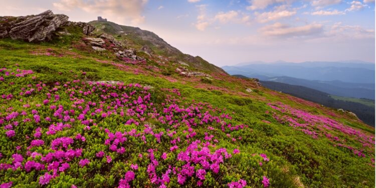 Gebirge mit Rhododendren Stäuchern bewachsen