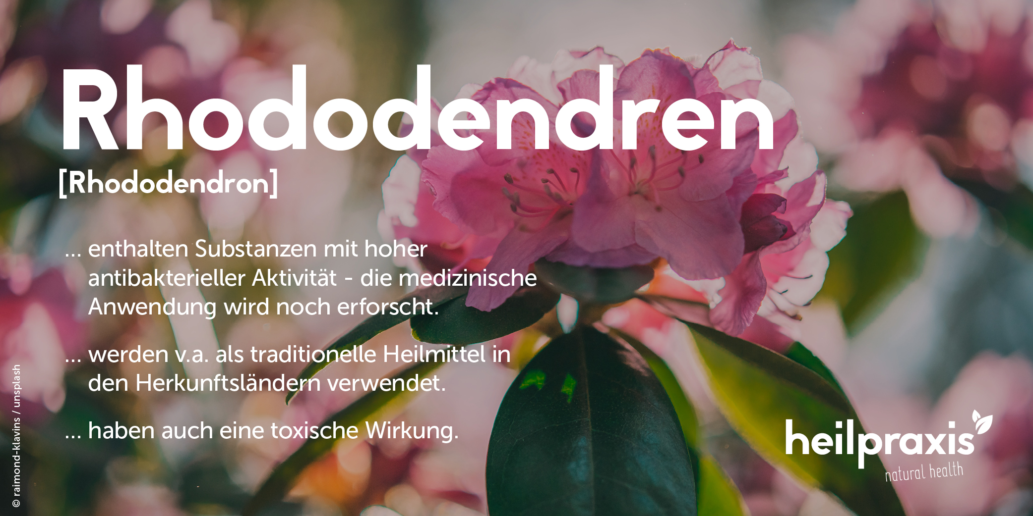 Rhododendon Blätter und Blüten mit Angaben zu Inhaltsstoffen und Wirkung