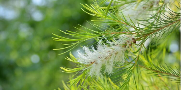 Teebaum Nahaufnahme Zweig mit Blättern und Blüten