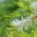 Teebaum Nahaufnahme Zweig mit Blättern und Blüten