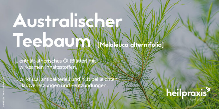 Teebaum Zweige mit Text zum Teebaumöl und dessen Wirkung