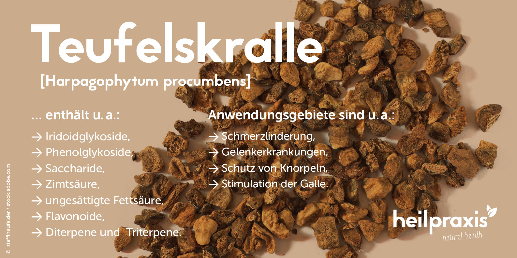 Teufelskralle – Inhaltsstoffe, Anwendungen und Wirkungen – Heilpraxis