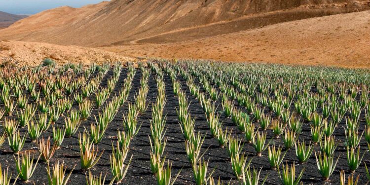 Aloe vera Plantage