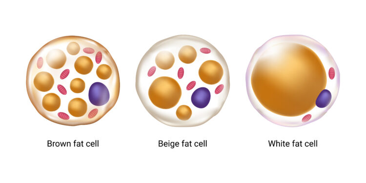 Ein Schaubild, auf dem weiße, braune und beige Fettzellen abgebildet sind.
