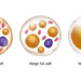 Ein Schaubild, auf dem weiße, braune und beige Fettzellen abgebildet sind.
