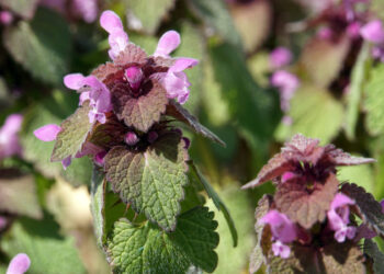 Purpurrote Taubnessel