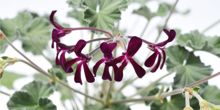 Blüte der Kapland-Pelargonie