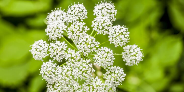 Weiße Blüten der Bibernelle vor grünem Hintergrund