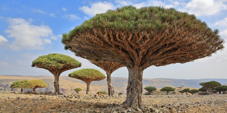 Mehrere Drachenbäume (Dracaena cinnabari) wachen auf kargem Boden.