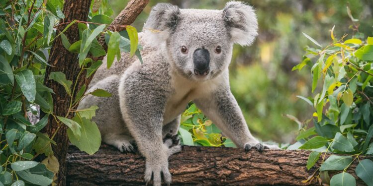 Eukalyptusbaum mit Koala