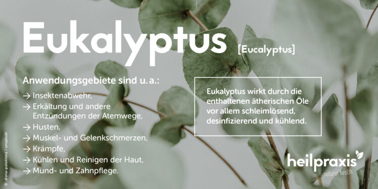 Übersicht zu den wichtigsten Anwendungsgebieten von Eukalyptus