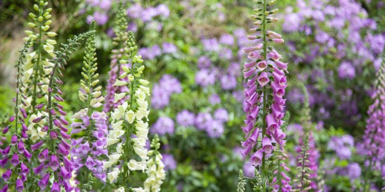 Weiße und violette Blüten des Fingerhuts