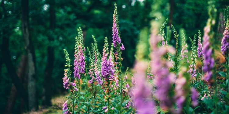 Violette Blüten des Fingerhuts am Waldrand