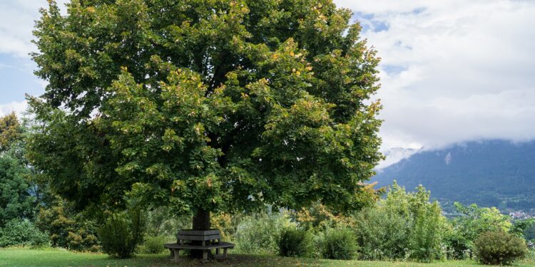 Prächtiger Lindenbaum mit Bank darunter