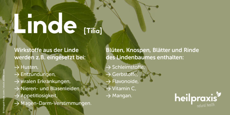 Übersicht über Anwendungsgebiete und Inhaltsstoffe der Linde