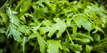 Trotz der vielseitigen Verwendungsmöglichkeiten galt Rucola hierzulande lange Zeit als Unkraut. (Bild: Vera Kuttelvaserova/stock.adobe.com)