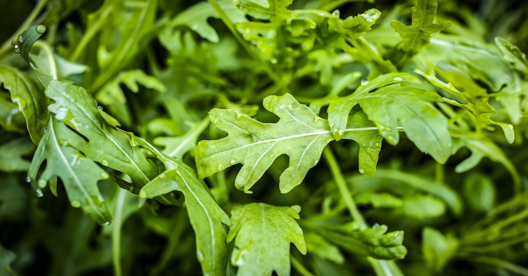 Rucola (Rauke) Wirkung, Rezepte und Anbau Heilpraxis