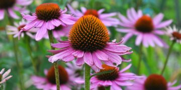 Der rote Sonnenhut stammt ursprünglich aus den USA, hat sich aber auch hierzulande als Arzneipflanze ebenso etabliert wie als Gartenblume. (Bild: orestligetka/stock.adobe.com)