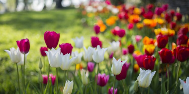 Tulpen in verschiedenen Formen und bunten Farben in einem Park